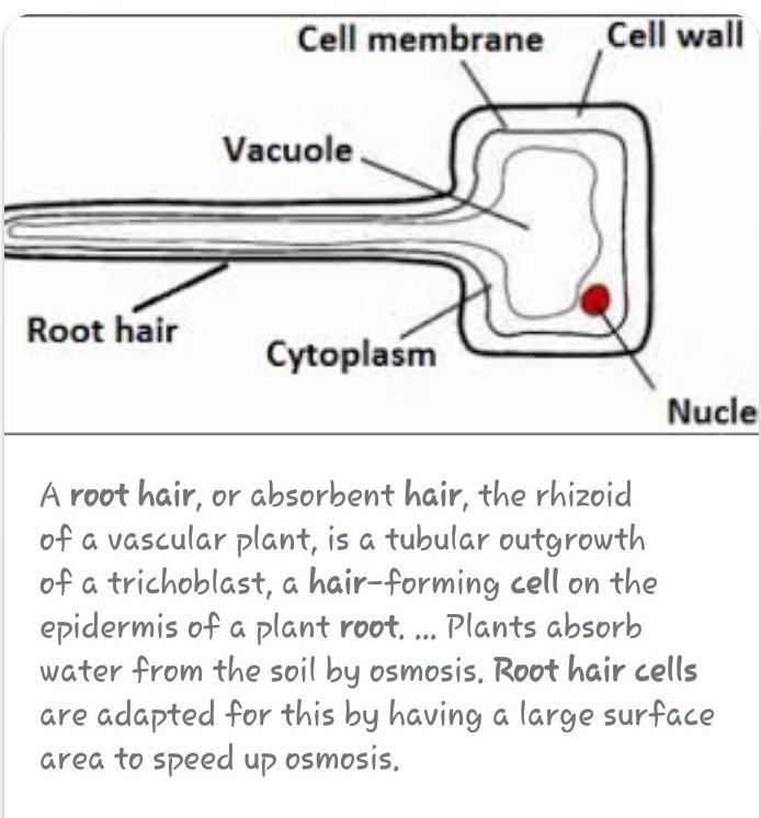 What is a root hair cell????-example-1