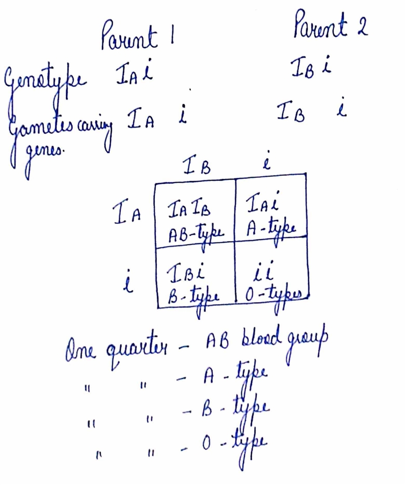 The ABO blood groups in humans are expressed as the IA, IB, and i alleles. The IA-example-1