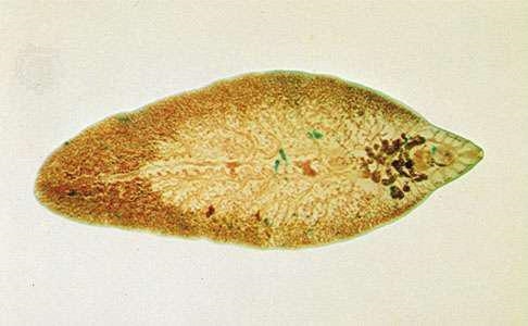 How are the fluke larvae transferred from the snail (invertebrate host) to the vertebrate-example-1