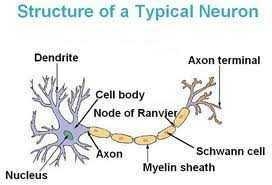 Match the terms to their correct definitions. 1. cell body insulation that speeds-example-1