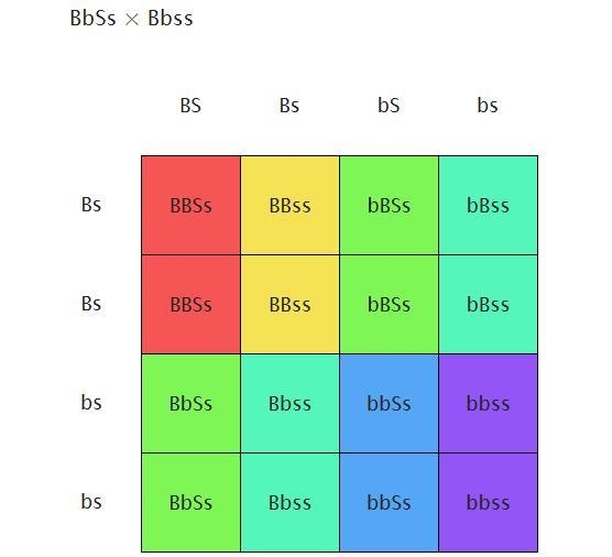 55. In cocker spaniels, black coat color (B) is dominant over red (b), and solid color-example-1