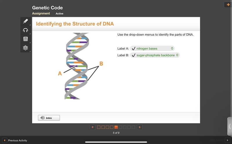 Use the drop-down menus to identify the parts of DNA. Label A: _______ Label B: _______-example-1