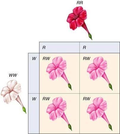 Explain the process of cross-pollination. What was the importance of cross-pollination-example-1