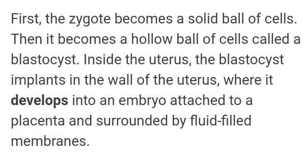 Where dose a fertilized egg attach-example-1