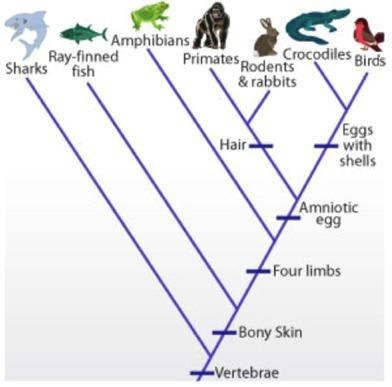 What separates rabbits/primate from the crocodiles on this cladogram? 9. which organism-example-1