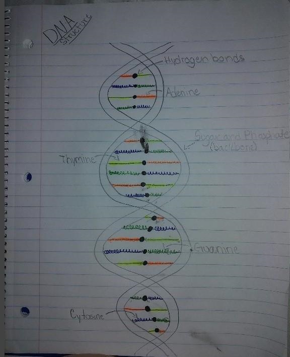 I need to draw a poster on Genetics but I'm not exactly good at art. It needs a bit-example-1