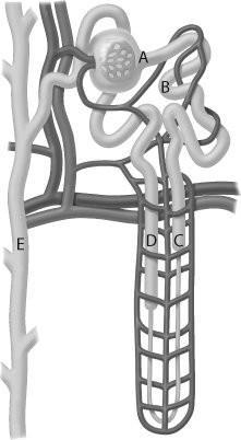 The structure labeled ________ can be influenced by hormones to change the concentration-example-1