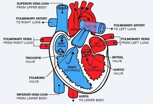 What is the order of blood flow through the heart starting from the inferior and superior-example-1