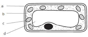 3. The diagram shows a section through a mesophyll cell of a leaf Which part is partially-example-1