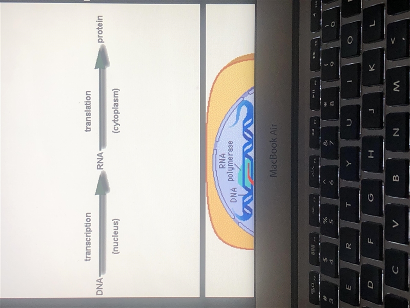 HELP!!!! in which cell organelle does process 2 occur ? Ribosome Nucleus Mitochondria-example-1