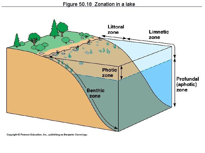 Where are the photic, aphotic, littoral, limnetic, and benthic zones located at in-example-1