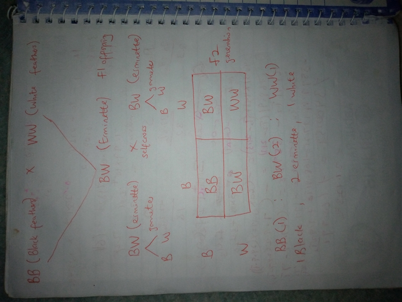 What are the genotypic and phenotypic distributions for the F1 and F2 generations-example-1