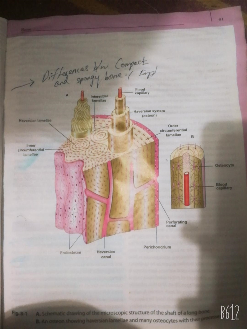 What tissue has lacunae, calcium salts, and blood vessels? Select one: a. fibrocartilaginous-example-1