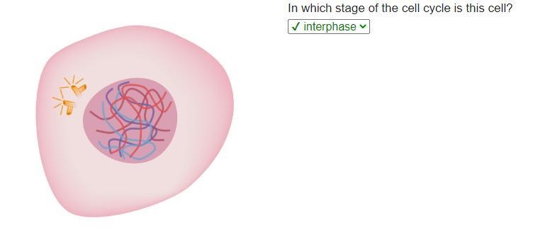 In which stage of the cell cycle is this cell?-example-1