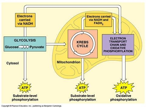 The most basic definition of cellular respiration is that it is cells breaking down-example-1