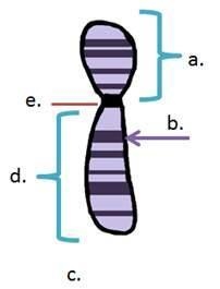 Which best describes the function of the part labeled b? carries all the genetic information-example-1