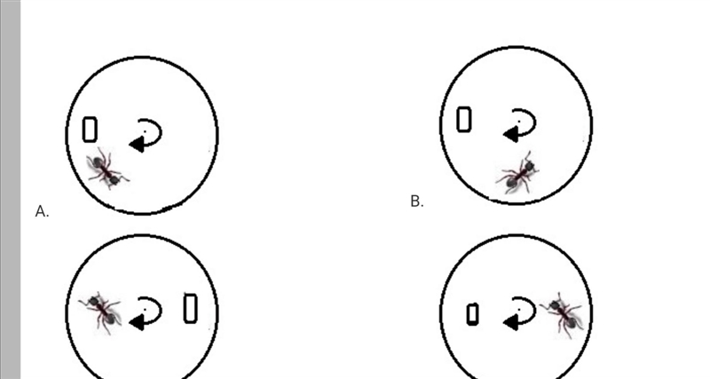 An ant and a stone are on a circular disc, which is rotating at a constant speed. The-example-1