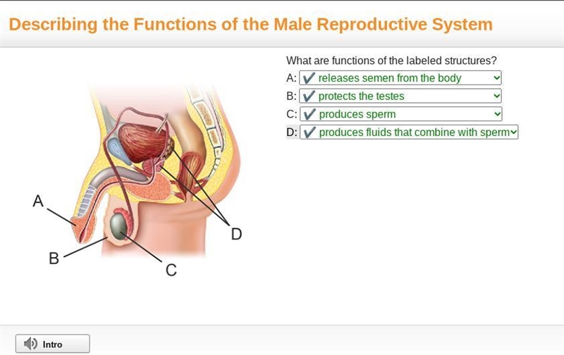 What are the functions of the labeled structures? • describing the functions of the-example-1