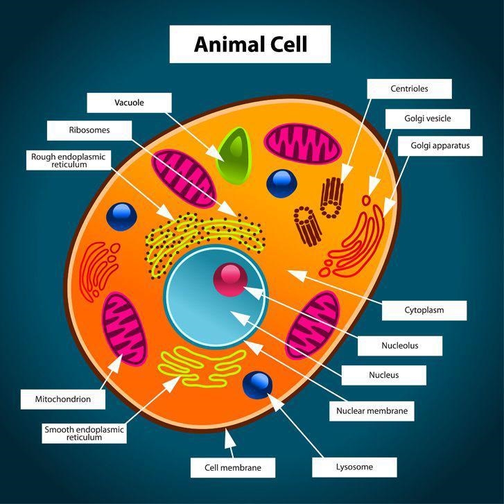 Animal cell can you label what is what, please and thank you.-example-1