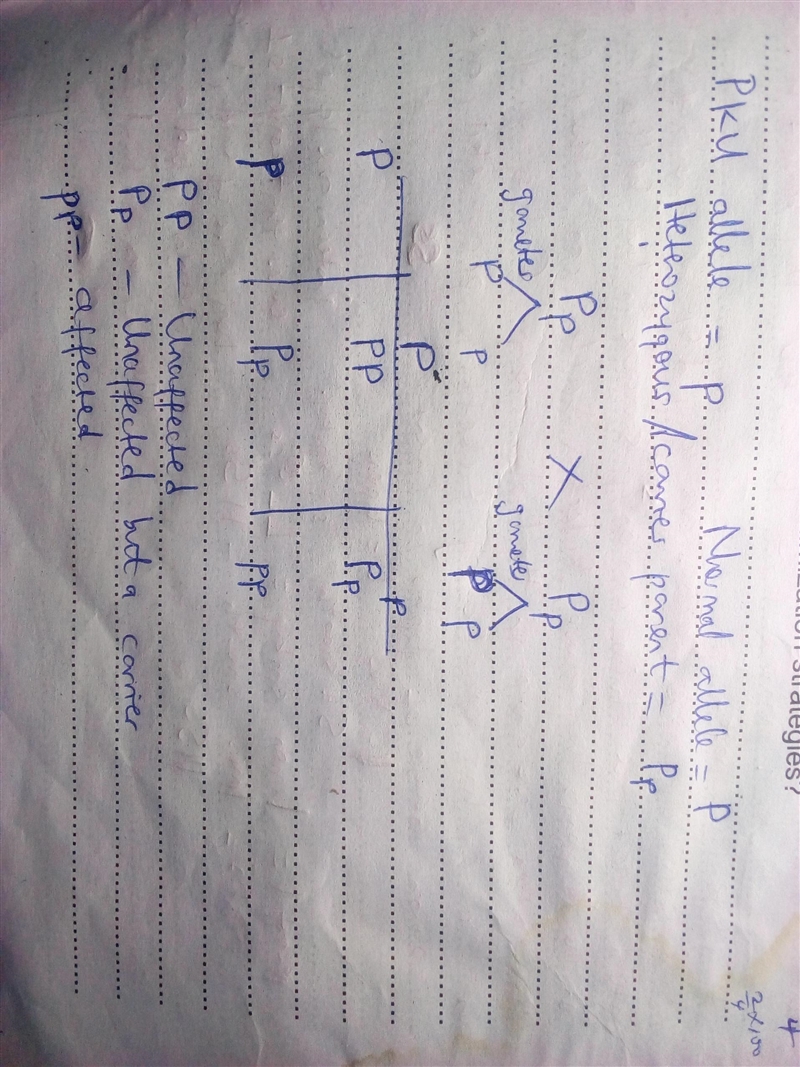 Phenylketonuria (PKU) is a disease that results from a recessive gene. Affected persons-example-1