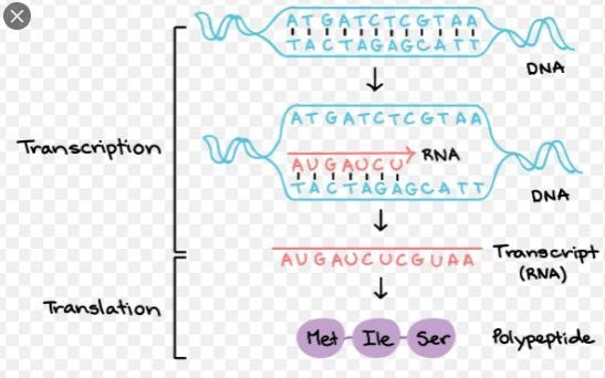 Transcribe and translate dna-example-1