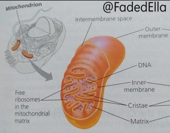 Muscle cell are richer in lysosomes , as they require lot of energy. correct and rewrite-example-1