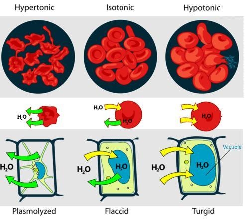 Animal cells tend to do best in a(n) environment while plant cells do best in a hypotonic-example-1