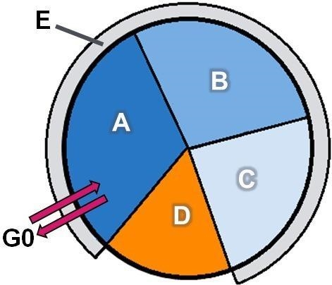 Identify the stages of the cell cycle using the drop-down menus. Label A-E-example-1