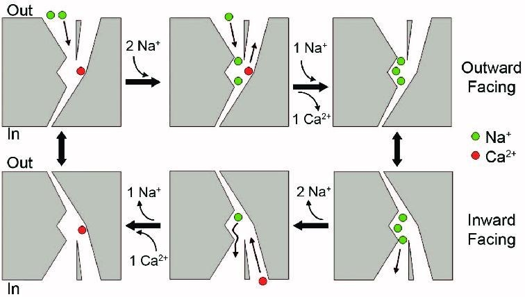 The Na⁺/Ca²⁺ exchanger, which couples the movement of Na⁺ down its electrochemical-example-1