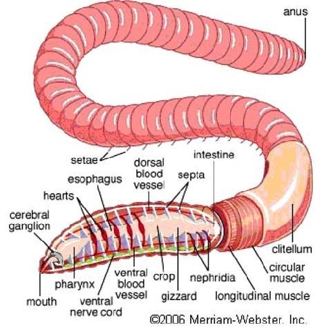 Which end of an earthworm contains an organ that can detect smells? Use observations-example-1