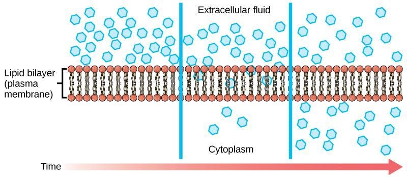 Molecules 1 and 2 enter the cell and glucose leaves the cell through the process of-example-3