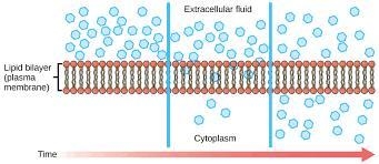 How does osmosis of water occur across the cell membrane?Plz help I need it ASAP-example-2