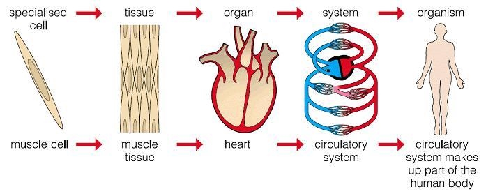 A combination of similar cells that work together to perform a specific function is-example-1