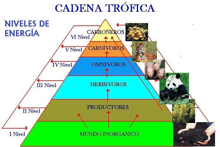 Draw a trophic pyramid using the animals in the Chesapeake Bay ecosystem. Include-example-2