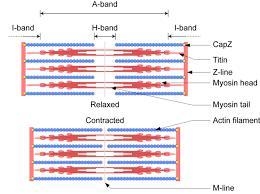 What are the causes that makes the actin and myosin filaments to slide past one another-example-2