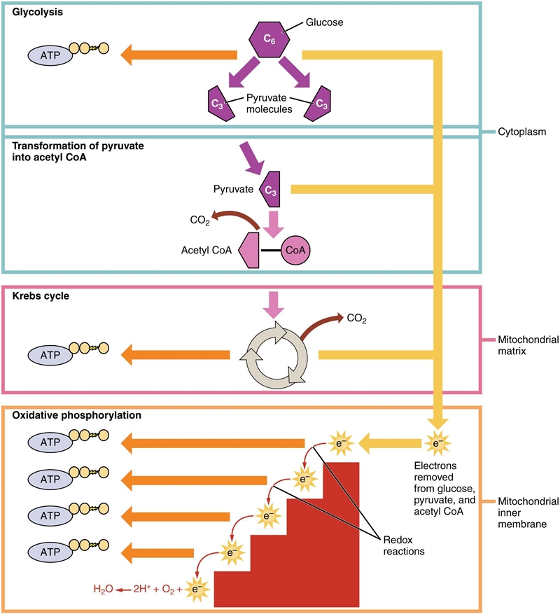 How many molecules of glucose is needed to undergo cell respiration?-example-1