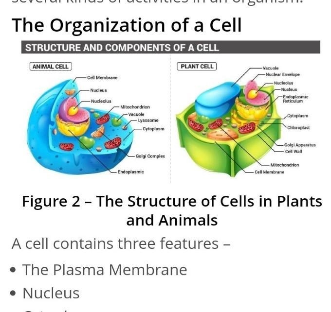 How do you appreciate about organisation of cell in the living body?-example-2