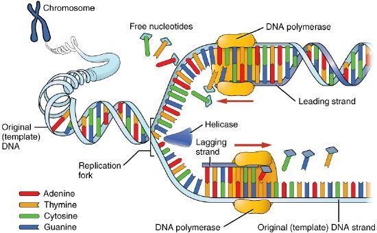 What is dna replication?-example-1