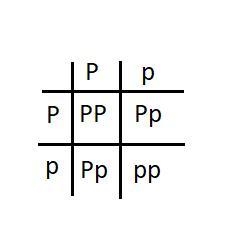 In pea plants, the allele for purple flower color is dominant to the allele for white-example-1