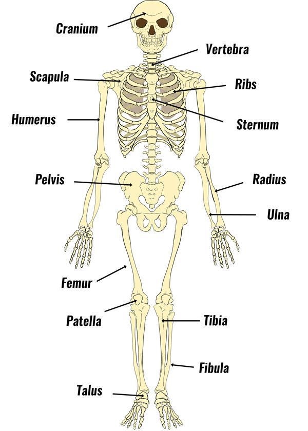 Parts of the skeleton-example-1