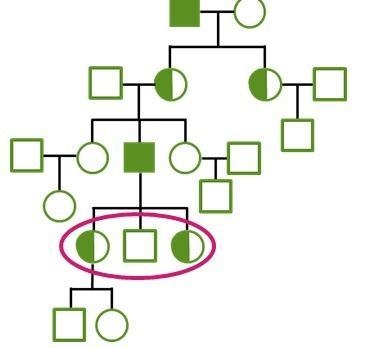 The pedigree on the right shows the inheritance pattern for an X-linked recessive-example-1