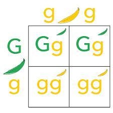 Punnet square Rr x Rr diagram-example-1