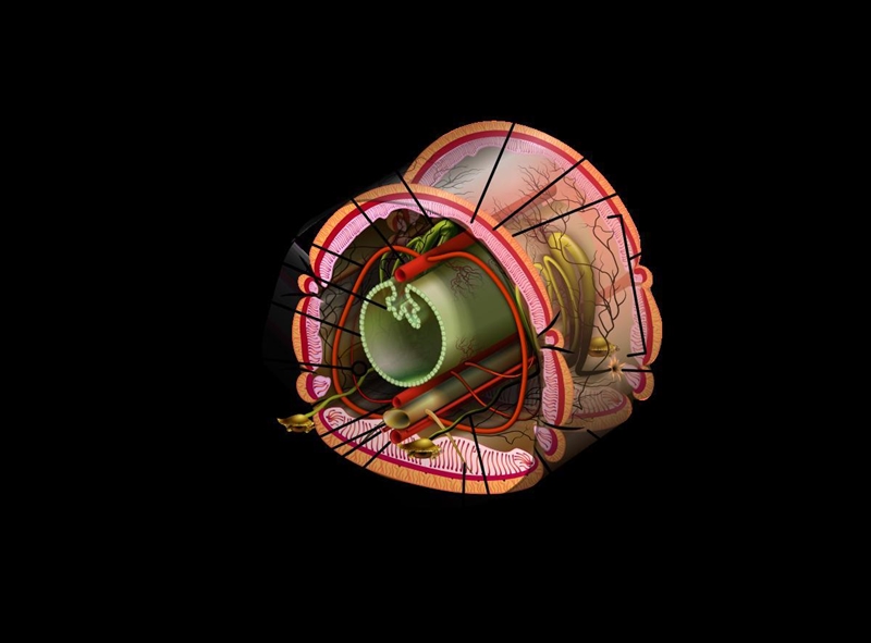 All vertebrates have bilateral symmetry and a true coelom. At the base of the phylogenetic-example-1