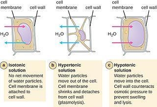 Definition of hypotonic solution isotonic solution and hypertonic solution​-example-1