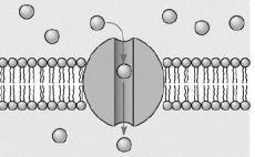 ¿Cual de los siguientes solutos que pueden estar presentes en el liquido extracelular-example-1