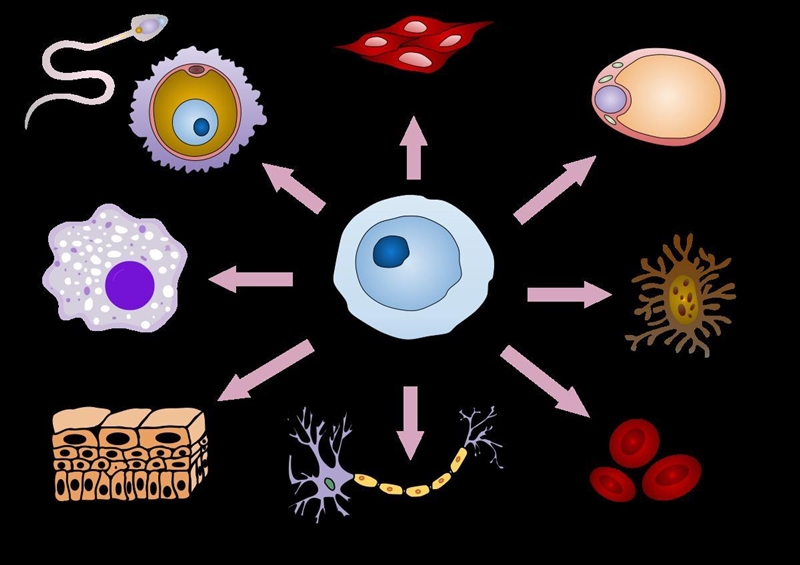 What are some types of cells that exist in the human body as a result of cell differentiation-example-1