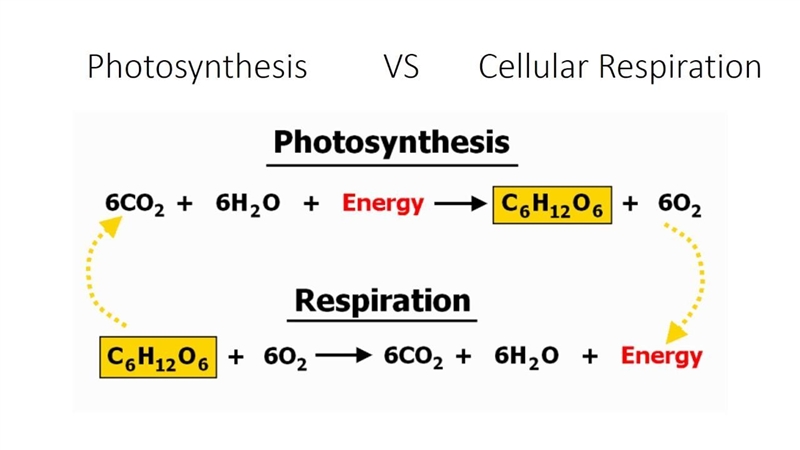 Makes ATP,CO2 and water Photosynthesis or cellular respiration or both of them?-example-1