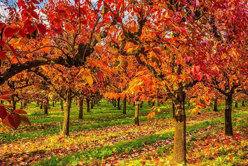 What type of trees looses their leave on fall-example-1