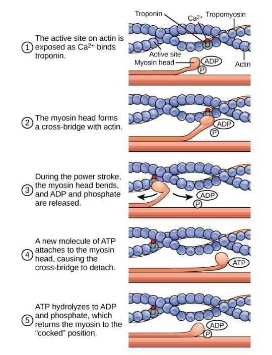 Power stroke (myosin head bends) coupled with the release of ADP and phosphate, ATP-example-1