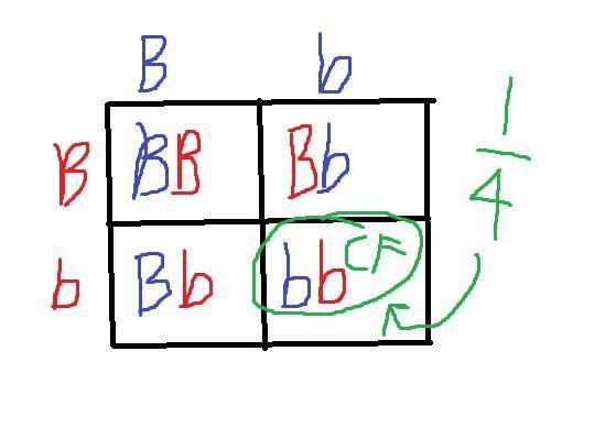 Two phenotypically normal parents have a child with CF. i. What are the genotypes-example-1